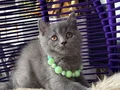 Safkan british Shorthair top kafa yavru