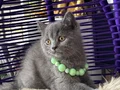 Safkan british Shorthair top kafa yavru