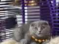 Scottish Fold ayı kafa yavrumuz 