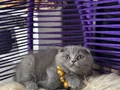 Scottish Fold ayı kafa yavrumuz 