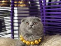 Scottish Fold ayı kafa yavrumuz 