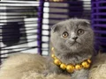 Scottish Fold ayı kafa yavrumuz 