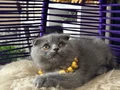 Scottish Fold ayı kafa yavrumuz 