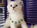 Safkan British Shorthair Point Yavrular 