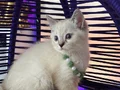 Safkan British Shorthair Point Yavrular 