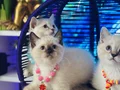 Safkan British Shorthair Point Yavrular 