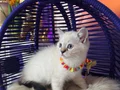 Safkan British Shorthair Point Yavrular 