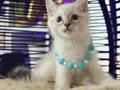 Safkan British Shorthair Point Yavrular 