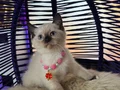 Safkan British Shorthair Point Yavrular 