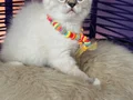 Safkan British Shorthair Point Yavrular 