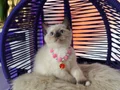 Safkan British Shorthair Point Yavrular 