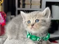 British Shorthair Blue Golden Yavrular 