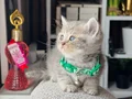 British Shorthair Blue Golden Yavrular 