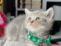 British Shorthair Blue Golden Yavrular 