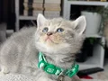 British Shorthair Blue Golden Yavrular 