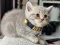 British Shorthair Blue Golden Yavrular 