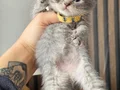 British Shorthair Blue Golden Yavrular 