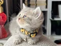 British Shorthair Blue Golden Yavrular 