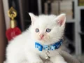 British Shorthair Beyaz Yavru