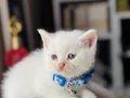 British Shorthair Beyaz Yavru