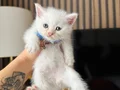 British Shorthair Beyaz Yavru