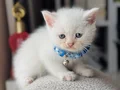 British Shorthair Beyaz Yavru