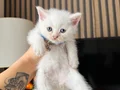 British Shorthair Beyaz Yavru