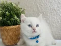 British Shorthair red point 