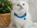 British Shorthair red point 