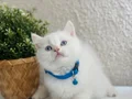 British Shorthair red point 