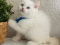 British Shorthair red point 