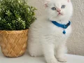 British Shorthair red point 