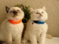 British Shorthair Chocolate Point 