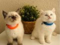 British Shorthair Chocolate Point 