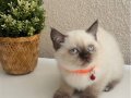 British Shorthair Chocolate Point 