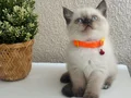 British Shorthair Chocolate Point 