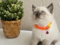 British Shorthair Chocolate Point 