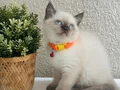 British Shorthair Chocolate Point 