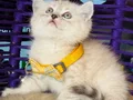 British Shorthair Lynx Point Yavrular