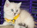 British Shorthair Lynx Point Yavrular
