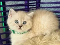 British Shorthair Lynx Point Yavrular