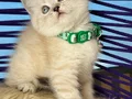 British Shorthair Lynx Point Yavrular