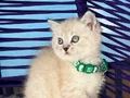 British Shorthair Lynx Point Yavrular