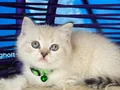 British Shorthair Lynx Point Yavrular