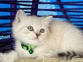 British Shorthair Lynx Point Yavrular