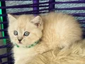British Shorthair Lynx Point Yavrular