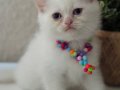 British Shorthair Pamuk Beyazı Yavrular 