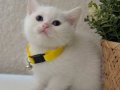 British Shorthair Pamuk Beyazı Yavrular 