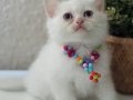 British Shorthair Pamuk Beyazı Yavrular 