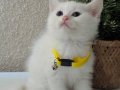 British Shorthair Pamuk Beyazı Yavrular 